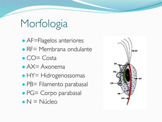 Morfologia
● AF=Flagelos anteriores
● RF= Membrana ondulante
● CO= Costa
● AX= Axonema
● HY= Hidrogenossomas
● PB= Filamento parabasal
● PG= Corpo parabasal
● N = Núcleo
 