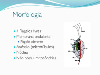 Morfologia
● 4 Flagelos livres
● Membrana ondulante
● Flagelo aderente
● Axóstilo (microtúbulos)
● Núcleo
● Não possui mitocôndrias
 