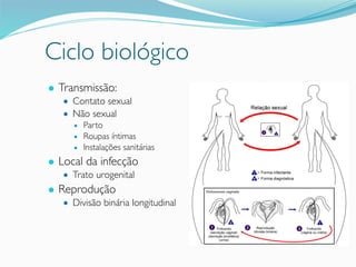 Ciclo biológico
● Transmissão:
● Contato sexual
● Não sexual
● Parto
● Roupas íntimas
● Instalações sanitárias
● Local da infecção
● Trato urogenital
● Reprodução
● Divisão binária longitudinal
 