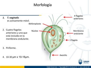Tricomoniasis (1).pdf primcipios de protozooologia | PDF