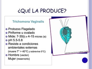 ¿QUÉ LA PRODUCE?
Trichomona Vaginalis
 Protozoo Flagelado
 Piriforme u ovalado
 Mide: 7-30(l) x 4-15 micras (a)
 pH 5.5-5.8
 Resiste a condiciones
ambientales externas
(muere T° > 40°C y sobrevive 0°C)
 Hombre (vector)
Mujer (reservorio)
 