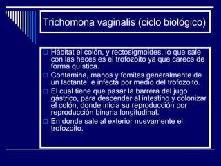 Trichomona vaginalis (ciclo biológico)

 Hábitat el colón, y rectosigmoides, lo que sale
  con las heces es el trofozoito ya que carece de
  forma quística.
 Contamina, manos y fomites generalmente de
  un lactante, e infecta por medio del trofozoito.
 El cual tiene que pasar la barrera del jugo
  gástrico, para descender al intestino y colonizar
  el colón, donde inicia su reproducción por
  reproducción binaria longitudinal.
 En donde sale al exterior nuevamente el
  trofozoito.
 