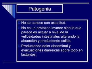Patogenia

 No se conoce con exactitud.
 No es un protozoo invasor sino lo que
  parece es actuar a nivel de la
  vellosidades intestinales alterando la
  absorción y produciendo colitis.
 Produciendo dolor abdominal y
  evacuaciones diarreicas sobre todo en
  lactantes.
 