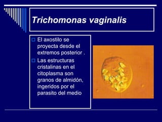 Trichomonas vaginalis

 El axostilo se
  proyecta desde el
  extremos posterior .
 Las estructuras
  cristalinas en el
  citoplasma son
  granos de almidón,
  ingeridos por el
  parasito del medio
 