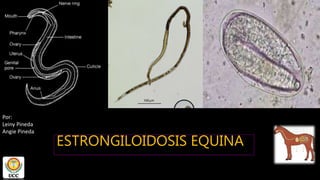 Tricostrongilosis y estrongiloidosis en equinos