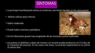 Tricostrongilosis y estrongiloidosis en equinos