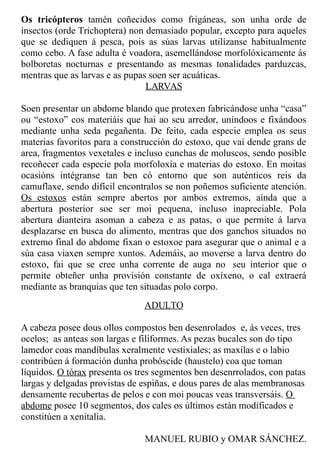 Os tricópteros tamén coñecidos como frigáneas, son unha orde de
insectos (orde Trichoptera) non demasiado popular, excepto para aqueles
que se dediquen á pesca, pois as súas larvas utilízanse habitualmente
como cebo. A fase adulta é voadora, asemellándose morfolóxicamente ás
bolboretas nocturnas e presentando as mesmas tonalidades parduzcas,
mentras que as larvas e as pupas soen ser acuáticas.
LARVAS
Soen presentar un abdome blando que protexen fabricándose unha “casa”
ou “estoxo” cos materiáis que hai ao seu arredor, uníndoos e fixándoos
mediante unha seda pegañenta. De feito, cada especie emplea os seus
materias favoritos para a construcción do estoxo, que vai dende grans de
area, fragmentos vexetales e incluso cunchas de moluscos, sendo posible
recoñecer cada especie pola morfoloxía e materias do estoxo. En moitas
ocasións intégranse tan ben có entorno que son auténticos reis da
camuflaxe, sendo difícil encontralos se non poñemos suficiente atención.
Os estoxos están sempre abertos por ambos extremos, aínda que a
abertura posterior soe ser moi pequena, incluso inapreciable. Pola
abertura dianteira asoman a cabeza e as patas, o que permite á larva
desplazarse en busca do alimento, mentras que dos ganchos situados no
extremo final do abdome fixan o estoxoe para asegurar que o animal e a
súa casa viaxen sempre xuntos. Ademáis, ao moverse a larva dentro do
estoxo, fai que se cree unha corrente de auga no seu interior que o
permite obteñer unha provisión constante de oxíxeno, o cal extraerá
mediante as branquias que ten situadas polo corpo.
ADULTO
A cabeza posee dous ollos compostos ben desenrolados e, ás veces, tres
ocelos; as anteas son largas e filiformes. As pezas bucales son do tipo
lamedor coas mandíbulas xeralmente vestixiales; as maxilas e o labio
contribúen á formación dunha probóscide (haustelo) coa que toman
líquidos. O tórax presenta os tres segmentos ben desenrrolados, con patas
largas y delgadas provistas de espiñas, e dous pares de alas membranosas
densamente recubertas de pelos e con moi poucas veas transversáis. O
abdome posee 10 segmentos, dos cales os últimos están modificados e
constitúen a xenitalia.
MANUEL RUBIO y OMAR SÁNCHEZ.
 