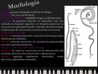 Morfología • Forma :  gusano alargado en forma de látigo. • Tamaño :  de 3 a 5 cm de largo • Extremidad anterior :  delgada ocupa 3/5 del parasito. • Esófago : la porción anterior es muscular con una cuticula en la parte superior, en la parte posterior se encuentra la glandula basilar rodeado del esticosoma, conformado de esticocitos con funciones secretoras. • Dimorfismo sexual : Hembra : extremo posterior recto.Los huevos que pone tienen forma delimón. Macho:  extremo posterior en curvatura pronunciada con una espiculacopulatriz. • Órganos internos más importantes : Hembra:  la vulva se encuentra en la intersección del extremo anterior con el posterior, vagina,utero. Macho:  espicula copulatriz, testículos, vasos eferentes, glandulas seminales 