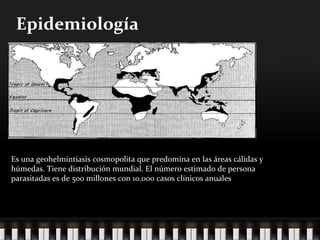 Epidemiología Es una geohelmintiasis cosmopolita que predomina en las áreas cálidas y húmedas. Tiene distribución mundial. El número estimado de persona parasitadas es de 500 millones con 10.000 casos clínicos anuales  