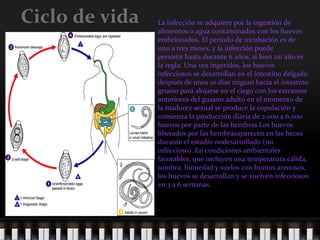 Ciclo de vida La infección se adquiere por la ingestión de alimentos o agua contaminados con los huevos embrionados. El período de incubación es de uno a tres meses, y la infección puede persistir hasta durante 6 años, si bien un año es la regla. Una vez ingeridos, los huevos infecciosos se desarrollan en el intestino delgado después de unos 10 días migran hacia el intestino grueso para alojarse en el ciego con los extramos anteriores del gusano adulto en el momento de la madurez sexual se produce la copulación y comienza la producción diaria de 2.000 a 6.000 huevos por parte de las hembras Los huevos liberados por las hembrasaparecen en las heces durante el estadío nodesarrollado (no infeccioso). En condiciones ambientales favorables, que incluyen una temperatura cálida, sombra, humedad y suelos con humus arenosos, los huevos se desarrollan y se vuelven infecciosos en 3 a 6 semanas.  