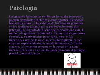 Patología Los gusanos lesionan los tejidos en los cuales penetran y pueden transportar bacterias y otros agentes infecciosos hacia estos sitios. Si las cabezas de los gusanos penetran en los capilares sanguíneos se producen hemorragias petequiales. El grado de la lesión se correalaciona con el número de gusanos involucrados. En las infecciones leves se produce relativamente poco daño, pero en las infecciones severas la mucosa se vuelve hiperémica, se erosiona superficialmente y puede inflamares de forma extensa. La irritación extrema en la pared de la parte inferior del colon y en el recto puede provocar el prolapso parcial o total del recto. 