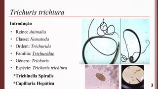 Trichuris trichiura
Introdução
• Reino: Animalia
• Classe: Nematoda
• Ordem: Trichurida
• Família: Trichuridae
• Gênero: Trichuris
• Espécie: Trichuris trichiura
3
*Trichinella Spiralis
*Capillaria Hepática
 