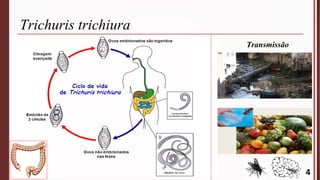 Trichuris trichiura
4
Transmissão
 
