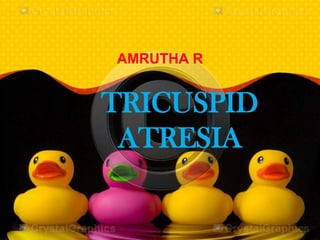 TRICUSPID
ATRESIA
AMRUTHA R
 
