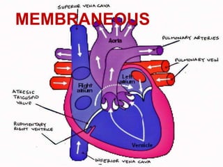MEMBRANEOUS
 