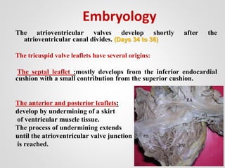Embryology
The atrioventricular valves develop shortly after the
atrioventricular canal divides. (Days 34 to 36)
The tricuspid valve leaflets have several origins:
The septal leaflet :mostly develops from the inferior endocardial
cushion with a small contribution from the superior cushion.
The anterior and posterior leaflets:
develop by undermining of a skirt
of ventricular muscle tissue.
The process of undermining extends
until the atrioventricular valve junction
is reached.
 