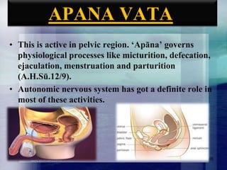 APANA VATA
• This is active in pelvic region. „Apāna‟ governs
physiological processes like micturition, defecation,
ejaculation, menstruation and parturition
(A.H.Sū.12/9).
• Autonomic nervous system has got a definite role in
most of these activities.

46

 