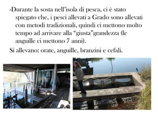 -Durante la sosta nell’isola di pesca, ci è stato
spiegato che, i pesci allevati a Grado sono allevati
con metodi tradizionali, quindi ci mettono molto
tempo ad arrivare alla “giusta”grandezza (le
anguille ci mettono 7 anni).
Si allevano: orate, anguille, branzini e cefali.

 