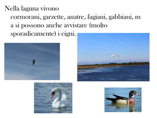 Nella laguna vivono
cormorani, garzette, anatre, fagiani, gabbiani, m
a si possono anche avvistare (molto
sporadicamente) i cigni.

 