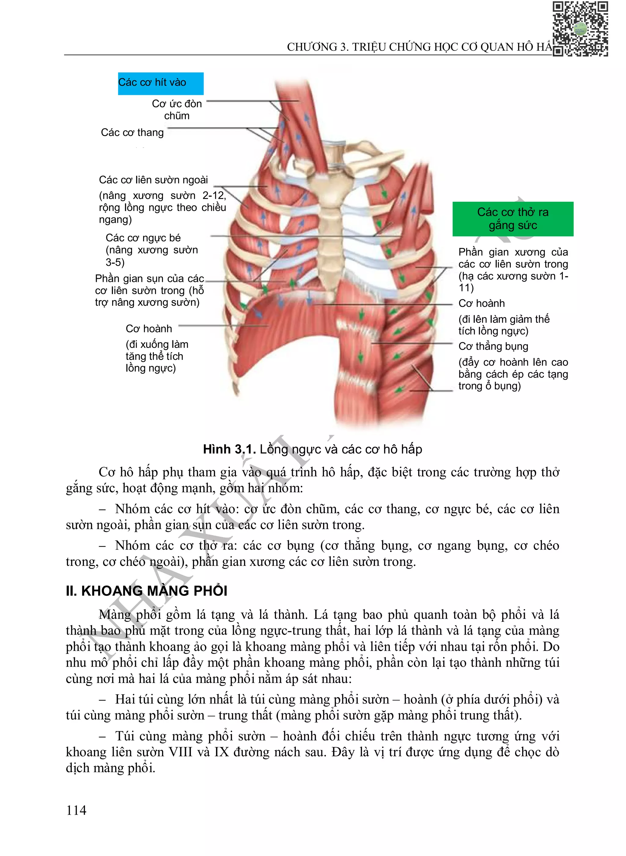 N
H
À
X
U
Ấ
T
B
Ả
N
Y
H
Ọ
C
CHƯƠNG 3. TRIỆU CHỨNG HỌC CƠ QUAN HÔ HẤP
114
Hình 3.1. Lồng ngực và các cơ hô hấp
Cơ hô hấp phụ tham gia vào quá trình hô hấp, đặc biệt trong các trường hợp thở
gắng sức, hoạt động mạnh, gồm hai nhóm:
 Nhóm các cơ hít vào: cơ ức đòn chũm, các cơ thang, cơ ngực bé, các cơ liên
sườn ngoài, phần gian sụn của các cơ liên sườn trong.
 Nhóm các cơ thở ra: các cơ bụng (cơ thẳng bụng, cơ ngang bụng, cơ chéo
trong, cơ chéo ngoài), phần gian xương các cơ liên sườn trong.
II. KHOANG MÀNG PHỔI
Màng phổi gồm lá tạng và lá thành. Lá tạng bao phủ quanh toàn bộ phổi và lá
thành bao phủ mặt trong của lồng ngực-trung thất, hai lớp lá thành và lá tạng của màng
phổi tạo thành khoang ảo gọi là khoang màng phổi và liên tiếp với nhau tại rốn phổi. Do
nhu mô phổi chỉ lấp đầy một phần khoang màng phổi, phần còn lại tạo thành những túi
cùng nơi mà hai lá của màng phổi nằm áp sát nhau:
 Hai túi cùng lớn nhất là túi cùng màng phổi sườn – hoành (ở phía dưới phổi) và
túi cùng màng phổi sườn – trung thất (màng phổi sườn gặp màng phổi trung thất).
 Túi cùng màng phổi sườn – hoành đối chiếu trên thành ngực tương ứng với
khoang liên sườn VIII và IX đường nách sau. Đây là vị trí được ứng dụng để chọc dò
dịch màng phổi.
Cơ ức đòn
chũm
Các cơ thang
(nâng xương
Các cơ liên sườn ngoài
(nâng xương sườn 2-12,
rộng lồng ngực theo chiều
ngang)
Các cơ ngực bé
(nâng xương sườn
3-5)
Phần gian sụn của các
cơ liên sườn trong (hỗ
trợ nâng xương sườn)
Cơ hoành
(đi xuống làm
tăng thể tích
lồng ngực)
Các cơ thở ra
gắng sức
Phần gian xương của
các cơ liên sườn trong
(hạ các xương sườn 1-
11)
Cơ hoành
(đi lên làm giảm thế
tích lồng ngực)
Cơ thẳng bụng
(đẩy cơ hoành lên cao
bằng cách ép các tạng
trong ổ bụng)
Các cơ hít vào
 