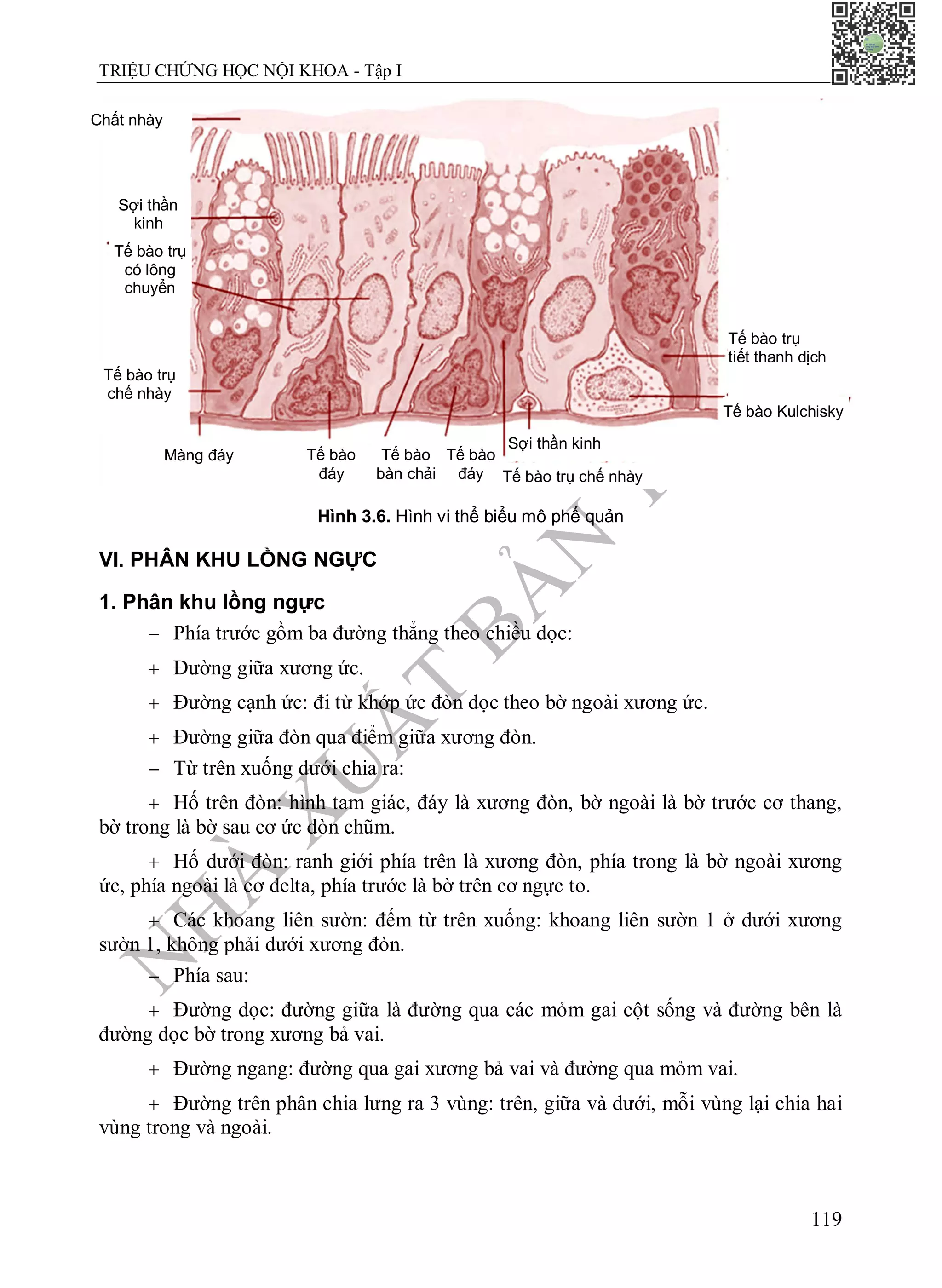 N
H
À
X
U
Ấ
T
B
Ả
N
Y
H
Ọ
C
TRIỆU CHỨNG HỌC NỘI KHOA - Tập I
119
Hình 3.6. Hình vi thể biểu mô phế quản
VI. PHÂN KHU LỒNG NGỰC
1. Phân khu lồng ngực
 Phía trước gồm ba đường thẳng theo chiều dọc:
 Đường giữa xương ức.
 Đường cạnh ức: đi từ khớp ức đòn dọc theo bờ ngoài xương ức.
 Đường giữa đòn qua điểm giữa xương đòn.
 Từ trên xuống dưới chia ra:
 Hố trên đòn: hình tam giác, đáy là xương đòn, bờ ngoài là bờ trước cơ thang,
bờ trong là bờ sau cơ ức đòn chũm.
 Hố dưới đòn: ranh giới phía trên là xương đòn, phía trong là bờ ngoài xương
ức, phía ngoài là cơ delta, phía trước là bờ trên cơ ngực to.
 Các khoang liên sườn: đếm từ trên xuống: khoang liên sườn 1 ở dưới xương
sườn 1, không phải dưới xương đòn.
 Phía sau:
 Đường dọc: đường giữa là đường qua các mỏm gai cột sống và đường bên là
đường dọc bờ trong xương bả vai.
 Đường ngang: đường qua gai xương bả vai và đường qua mỏm vai.
 Đường trên phân chia lưng ra 3 vùng: trên, giữa và dưới, mỗi vùng lại chia hai
vùng trong và ngoài.
Chất nhày
Sợi thần
kinh
Tế bào trụ
có lông
chuyển
Tế bào trụ
chế nhày
Màng đáy Tế bào
đáy
Tế bào
bàn chải
Tế bào
đáy
Sợi thần kinh
Tế bào trụ chế nhày
Tế bào Kulchisky
Tế bào trụ
tiết thanh dịch
 