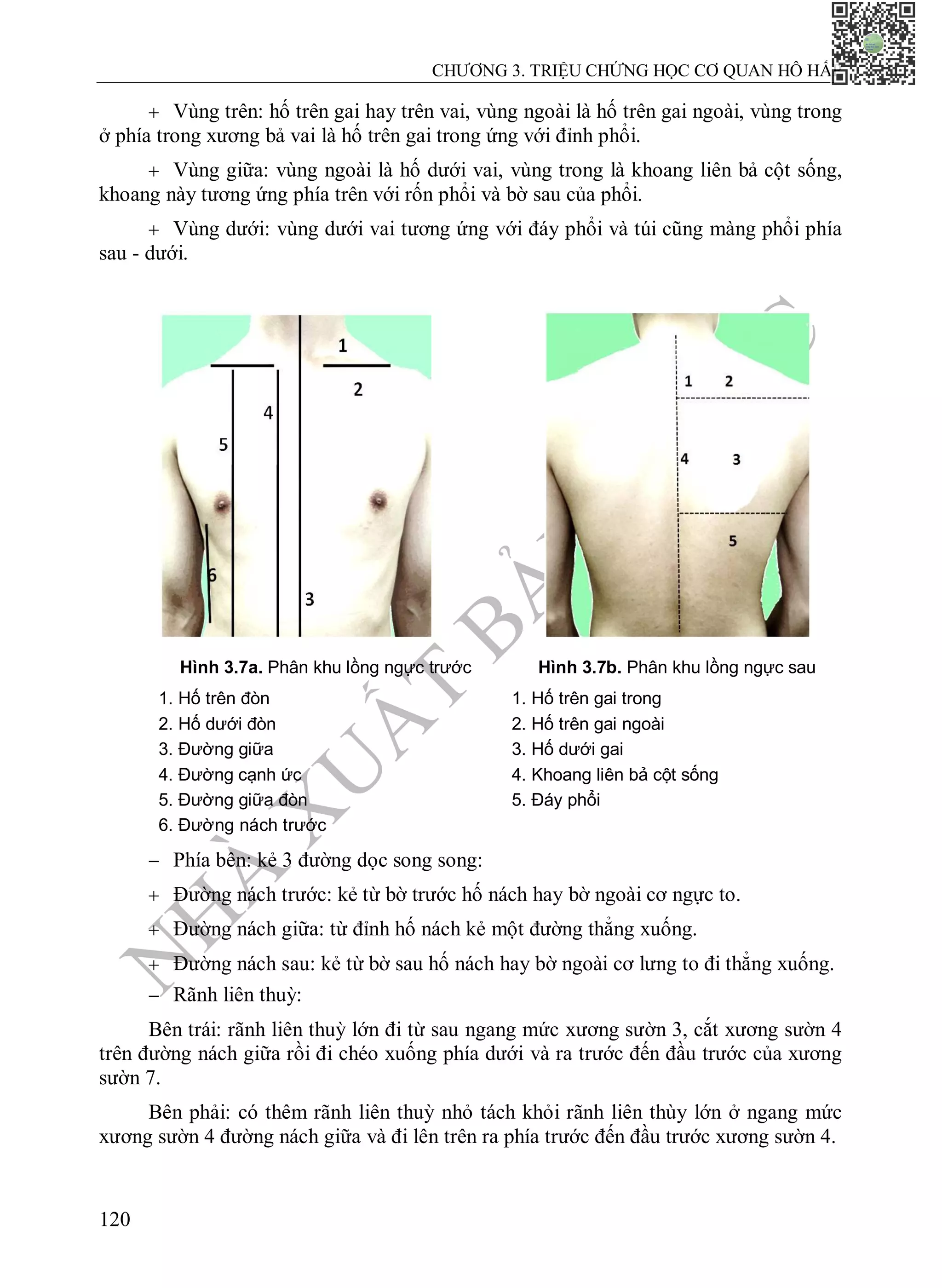 N
H
À
X
U
Ấ
T
B
Ả
N
Y
H
Ọ
C
CHƯƠNG 3. TRIỆU CHỨNG HỌC CƠ QUAN HÔ HẤP
120
 Vùng trên: hố trên gai hay trên vai, vùng ngoài là hố trên gai ngoài, vùng trong
ở phía trong xương bả vai là hố trên gai trong ứng với đỉnh phổi.
 Vùng giữa: vùng ngoài là hố dưới vai, vùng trong là khoang liên bả cột sống,
khoang này tương ứng phía trên với rốn phổi và bờ sau của phổi.
 Vùng dưới: vùng dưới vai tương ứng với đáy phổi và túi cũng màng phổi phía
sau - dưới.
Hình 3.7a. Phân khu lồng ngực trước
1. Hố trên đòn
2. Hố dưới đòn
3. Đường giữa
4. Đường cạnh ức
5. Đường giữa đòn
6. Đường nách trước
Hình 3.7b. Phân khu lồng ngực sau
1. Hố trên gai trong
2. Hố trên gai ngoài
3. Hố dưới gai
4. Khoang liên bả cột sống
5. Đáy phổi
 Phía bên: kẻ 3 đường dọc song song:
 Đường nách trước: kẻ từ bờ trước hố nách hay bờ ngoài cơ ngực to.
 Đường nách giữa: từ đỉnh hố nách kẻ một đường thẳng xuống.
 Đường nách sau: kẻ từ bờ sau hố nách hay bờ ngoài cơ lưng to đi thẳng xuống.
 Rãnh liên thuỳ:
Bên trái: rãnh liên thuỳ lớn đi từ sau ngang mức xương sườn 3, cắt xương sườn 4
trên đường nách giữa rồi đi chéo xuống phía dưới và ra trước đến đầu trước của xương
sườn 7.
Bên phải: có thêm rãnh liên thuỳ nhỏ tách khỏi rãnh liên thùy lớn ở ngang mức
xương sườn 4 đường nách giữa và đi lên trên ra phía trước đến đầu trước xương sườn 4.
 