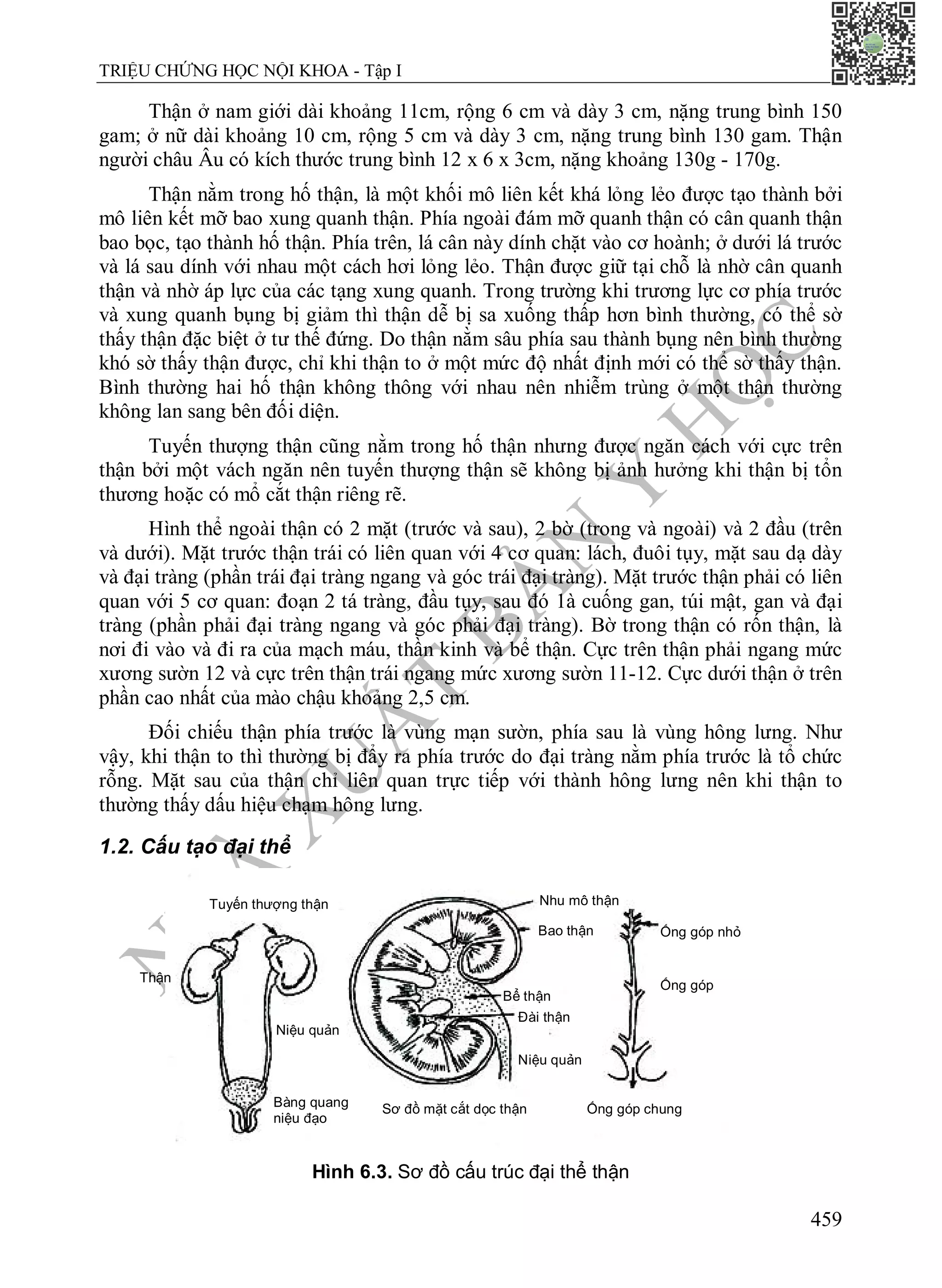 N
H
À
X
U
Ấ
T
B
Ả
N
Y
H
Ọ
C
TRIỆU CHỨNG HỌC NỘI KHOA - Tập I
459
Thận ở nam giới dài khoảng 11cm, rộng 6 cm và dày 3 cm, nặng trung bình 150
gam; ở nữ dài khoảng 10 cm, rộng 5 cm và dày 3 cm, nặng trung bình 130 gam. Thận
người châu Âu có kích thước trung bình 12 x 6 x 3cm, nặng khoảng 130g - 170g.
Thận nằm trong hố thận, là một khối mô liên kết khá lỏng lẻo được tạo thành bởi
mô liên kết mỡ bao xung quanh thận. Phía ngoài đám mỡ quanh thận có cân quanh thận
bao bọc, tạo thành hố thận. Phía trên, lá cân này dính chặt vào cơ hoành; ở dưới lá trước
và lá sau dính với nhau một cách hơi lỏng lẻo. Thận được giữ tại chỗ là nhờ cân quanh
thận và nhờ áp lực của các tạng xung quanh. Trong trường khi trương lực cơ phía trước
và xung quanh bụng bị giảm thì thận dễ bị sa xuống thấp hơn bình thường, có thể sờ
thấy thận đặc biệt ở tư thế đứng. Do thận nằm sâu phía sau thành bụng nên bình thường
khó sờ thấy thận được, chỉ khi thận to ở một mức độ nhất định mới có thể sờ thấy thận.
Bình thường hai hố thận không thông với nhau nên nhiễm trùng ở một thận thường
không lan sang bên đối diện.
Tuyến thượng thận cũng nằm trong hố thận nhưng được ngăn cách với cực trên
thận bởi một vách ngăn nên tuyến thượng thận sẽ không bị ảnh hưởng khi thận bị tổn
thương hoặc có mổ cắt thận riêng rẽ.
Hình thể ngoài thận có 2 mặt (trước và sau), 2 bờ (trong và ngoài) và 2 đầu (trên
và dưới). Mặt trước thận trái có liên quan với 4 cơ quan: lách, đuôi tụy, mặt sau dạ dày
và đại tràng (phần trái đại tràng ngang và góc trái đại tràng). Mặt trước thận phải có liên
quan với 5 cơ quan: đoạn 2 tá tràng, đầu tụy, sau đó 1à cuống gan, túi mật, gan và đại
tràng (phần phải đại tràng ngang và góc phải đại tràng). Bờ trong thận có rốn thận, là
nơi đi vào và đi ra của mạch máu, thần kinh và bể thận. Cực trên thận phải ngang mức
xương sườn 12 và cực trên thận trái ngang mức xương sườn 11-12. Cực dưới thận ở trên
phần cao nhất của mào chậu khoảng 2,5 cm.
Đối chiếu thận phía trước là vùng mạn sườn, phía sau là vùng hông lưng. Như
vậy, khi thận to thì thường bị đẩy ra phía trước do đại tràng nằm phía trước là tổ chức
rỗng. Mặt sau của thận chỉ liên quan trực tiếp với thành hông lưng nên khi thận to
thường thấy dấu hiệu chạm hông lưng.
1.2. Cấu tạo đại thể
Hình 6.3. Sơ đồ cấu trúc đại thể thận
Ống góp nhỏ
Ống góp
Ống góp chung
Nhu mô thận
Bao thận
Bể thận
Đài thận
Niệu quản
Sơ đồ mặt cắt dọc thận
Bàng quang
niệu đạo
Niệu quản
Tuyến thượng thận
Thận
 