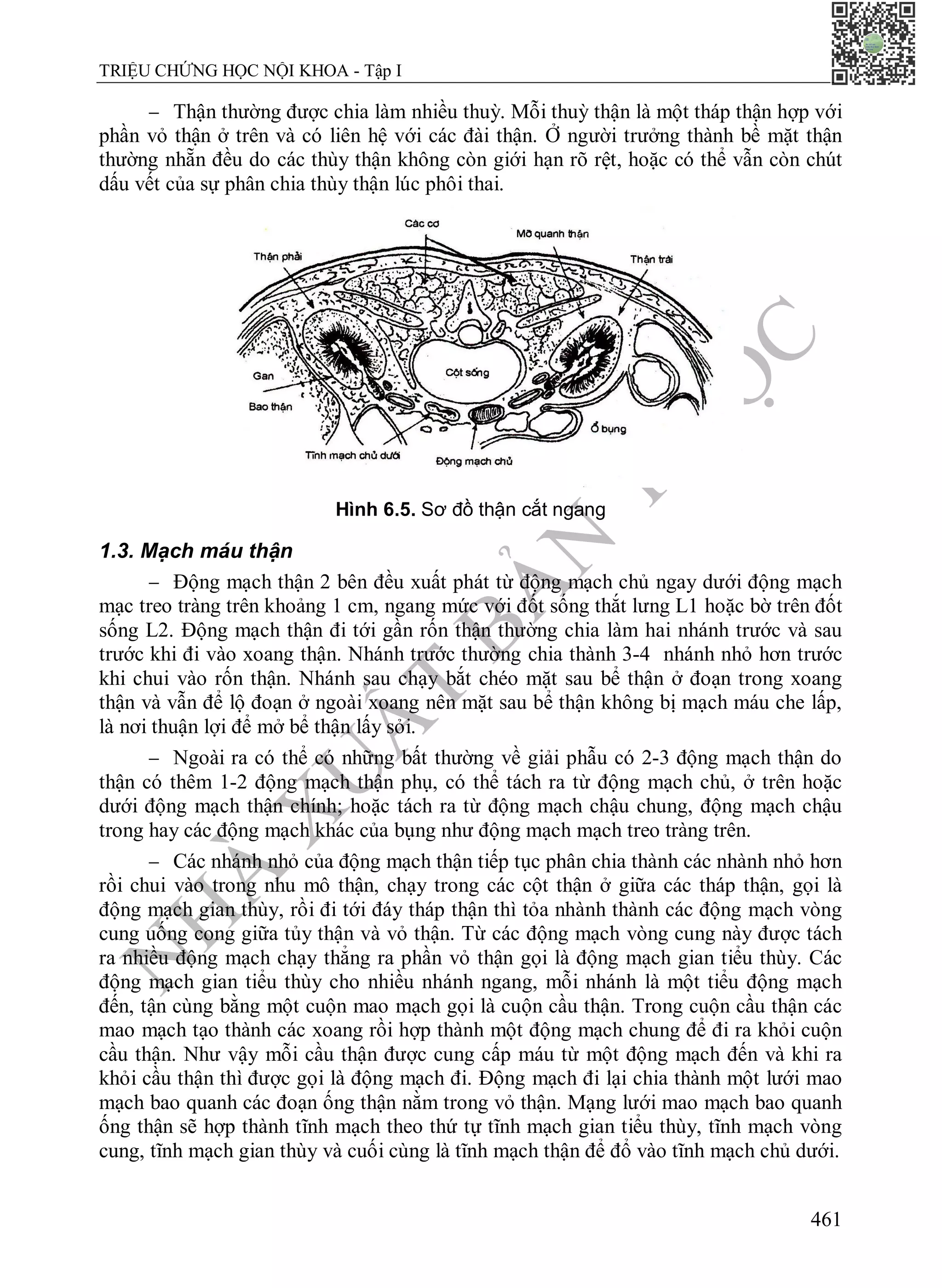 N
H
À
X
U
Ấ
T
B
Ả
N
Y
H
Ọ
C
TRIỆU CHỨNG HỌC NỘI KHOA - Tập I
461
 Thận thường được chia làm nhiều thuỳ. Mỗi thuỳ thận là một tháp thận hợp với
phần vỏ thận ở trên và có liên hệ với các đài thận. Ở người trưởng thành bề mặt thận
thường nhẵn đều do các thùy thận không còn giới hạn rõ rệt, hoặc có thể vẫn còn chút
dấu vết của sự phân chia thùy thận lúc phôi thai.
Hình 6.5. Sơ đồ thận cắt ngang
1.3. Mạch máu thận
 Động mạch thận 2 bên đều xuất phát từ động mạch chủ ngay dưới động mạch
mạc treo tràng trên khoảng 1 cm, ngang mức với đốt sống thắt lưng L1 hoặc bờ trên đốt
sống L2. Động mạch thận đi tới gần rốn thận thường chia làm hai nhánh trước và sau
trước khi đi vào xoang thận. Nhánh trước thường chia thành 3-4 nhánh nhỏ hơn trước
khi chui vào rốn thận. Nhánh sau chạy bắt chéo mặt sau bể thận ở đoạn trong xoang
thận và vẫn để lộ đoạn ở ngoài xoang nên mặt sau bể thận không bị mạch máu che lấp,
là nơi thuận lợi để mở bể thận lấy sỏi.
 Ngoài ra có thể có những bất thường về giải phẫu có 2-3 động mạch thận do
thận có thêm 1-2 động mạch thận phụ, có thể tách ra từ động mạch chủ, ở trên hoặc
dưới động mạch thận chính; hoặc tách ra từ động mạch chậu chung, động mạch chậu
trong hay các động mạch khác của bụng như động mạch mạch treo tràng trên.
 Các nhánh nhỏ của động mạch thận tiếp tục phân chia thành các nhành nhỏ hơn
rồi chui vào trong nhu mô thận, chạy trong các cột thận ở giữa các tháp thận, gọi là
động mạch gian thùy, rồi đi tới đáy tháp thận thì tỏa nhành thành các động mạch vòng
cung uống cong giữa tủy thận và vỏ thận. Từ các động mạch vòng cung này được tách
ra nhiều động mạch chạy thẳng ra phần vỏ thận gọi là động mạch gian tiểu thùy. Các
động mạch gian tiểu thùy cho nhiều nhánh ngang, mỗi nhánh là một tiểu động mạch
đến, tận cùng bằng một cuộn mao mạch gọi là cuộn cầu thận. Trong cuộn cầu thận các
mao mạch tạo thành các xoang rồi hợp thành một động mạch chung để đi ra khỏi cuộn
cầu thận. Như vậy mỗi cầu thận được cung cấp máu từ một động mạch đến và khi ra
khỏi cầu thận thì được gọi là động mạch đi. Động mạch đi lại chia thành một lưới mao
mạch bao quanh các đoạn ống thận nằm trong vỏ thận. Mạng lưới mao mạch bao quanh
ống thận sẽ hợp thành tĩnh mạch theo thứ tự tĩnh mạch gian tiểu thùy, tĩnh mạch vòng
cung, tĩnh mạch gian thùy và cuối cùng là tĩnh mạch thận để đổ vào tĩnh mạch chủ dưới.
 
