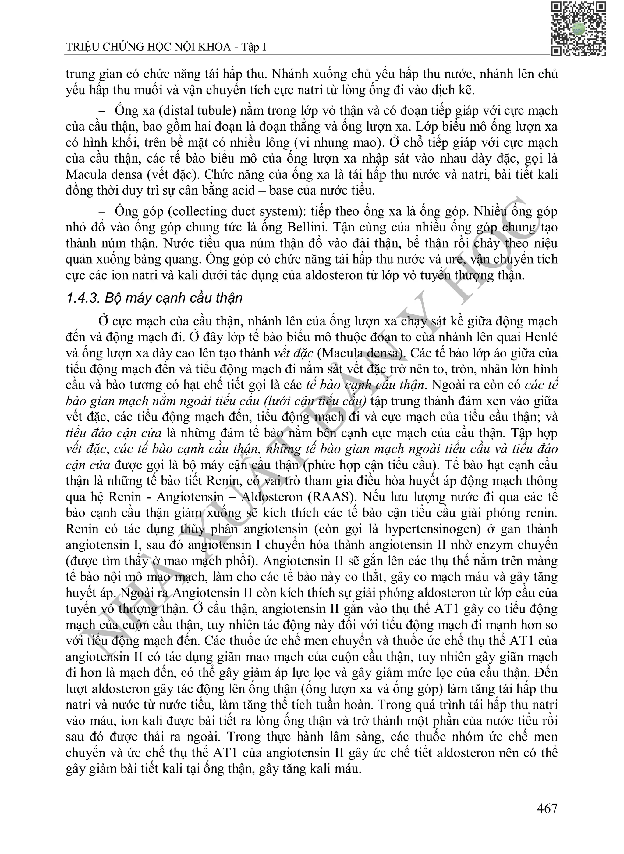 N
H
À
X
U
Ấ
T
B
Ả
N
Y
H
Ọ
C
TRIỆU CHỨNG HỌC NỘI KHOA - Tập I
467
trung gian có chức năng tái hấp thu. Nhánh xuống chủ yếu hấp thu nước, nhánh lên chủ
yếu hấp thu muối và vận chuyển tích cực natri từ lòng ống đi vào dịch kẽ.
 Ống xa (distal tubule) nằm trong lớp vỏ thận và có đoạn tiếp giáp với cực mạch
của cầu thận, bao gồm hai đoạn là đoạn thẳng và ống lượn xa. Lớp biểu mô ống lượn xa
có hình khối, trên bề mặt có nhiều lông (vi nhung mao). Ở chỗ tiếp giáp với cực mạch
của cầu thận, các tế bào biểu mô của ống lượn xa nhập sát vào nhau dày đặc, gọi là
Macula densa (vết đặc). Chức năng của ống xa là tái hấp thu nước và natri, bài tiết kali
đồng thời duy trì sự cân bằng acid – base của nước tiểu.
 Ống góp (collecting duct system): tiếp theo ống xa là ống góp. Nhiều ống góp
nhỏ đổ vào ống góp chung tức là ống Bellini. Tận cùng của nhiều ống góp chung tạo
thành núm thận. Nước tiểu qua núm thận đổ vào đài thận, bể thận rồi chảy theo niệu
quản xuống bàng quang. Ống góp có chức năng tái hấp thu nước và ure, vận chuyển tích
cực các ion natri và kali dưới tác dụng của aldosteron từ lớp vỏ tuyến thượng thận.
1.4.3. Bộ máy cạnh cầu thận
Ở cực mạch của cầu thận, nhánh lên của ống lượn xa chạy sát kề giữa động mạch
đến và động mạch đi. Ở đây lớp tế bào biểu mô thuộc đoạn to của nhánh lên quai Henlé
và ống lượn xa dày cao lên tạo thành vết đặc (Macula densa). Các tế bào lớp áo giữa của
tiểu động mạch đến và tiểu động mạch đi nằm sát vết đặc trở nên to, tròn, nhân lớn hình
cầu và bào tương có hạt chế tiết gọi là các tế bào cạnh cầu thận. Ngoài ra còn có các tế
bào gian mạch nằm ngoài tiểu cầu (lưới cận tiểu cầu) tập trung thành đám xen vào giữa
vết đặc, các tiểu động mạch đến, tiểu động mạch đi và cực mạch của tiểu cầu thận; và
tiểu đảo cận cửa là những đám tế bào nằm bên cạnh cực mạch của cầu thận. Tập hợp
vết đặc, các tế bào cạnh cầu thận, những tế bào gian mạch ngoài tiểu cầu và tiểu đảo
cận cửa được gọi là bộ máy cận cầu thận (phức hợp cận tiểu cầu). Tế bào hạt cạnh cầu
thận là những tế bào tiết Renin, có vai trò tham gia điều hòa huyết áp động mạch thông
qua hệ Renin - Angiotensin – Aldosteron (RAAS). Nếu lưu lượng nước đi qua các tế
bào cạnh cầu thận giảm xuống sẽ kích thích các tế bào cận tiểu cầu giải phóng renin.
Renin có tác dụng thủy phân angiotensin (còn gọi là hypertensinogen) ở gan thành
angiotensin I, sau đó angiotensin I chuyển hóa thành angiotensin II nhờ enzym chuyển
(được tìm thấy ở mao mạch phổi). Angiotensin II sẽ gắn lên các thụ thể nằm trên màng
tế bào nội mô mao mạch, làm cho các tế bào này co thắt, gây co mạch máu và gây tăng
huyết áp. Ngoài ra Angiotensin II còn kích thích sự giải phóng aldosteron từ lớp cầu của
tuyến vỏ thượng thận. Ở cầu thận, angiotensin II gắn vào thụ thể AT1 gây co tiểu động
mạch của cuộn cầu thận, tuy nhiên tác động này đối với tiểu động mạch đi mạnh hơn so
với tiểu động mạch đến. Các thuốc ức chế men chuyển và thuốc ức chế thụ thể AT1 của
angiotensin II có tác dụng giãn mao mạch của cuộn cầu thận, tuy nhiên gây giãn mạch
đi hơn là mạch đến, có thể gây giảm áp lực lọc và gây giảm mức lọc của cầu thận. Đến
lượt aldosteron gây tác động lên ống thận (ống lượn xa và ống góp) làm tăng tái hấp thu
natri và nước từ nước tiểu, làm tăng thể tích tuần hoàn. Trong quá trình tái hấp thu natri
vào máu, ion kali được bài tiết ra lòng ống thận và trở thành một phần của nước tiểu rồi
sau đó được thải ra ngoài. Trong thực hành lâm sàng, các thuốc nhóm ức chế men
chuyển và ức chế thụ thể AT1 của angiotensin II gây ức chế tiết aldosteron nên có thể
gây giảm bài tiết kali tại ống thận, gây tăng kali máu.
 