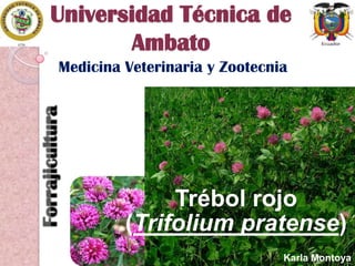 Universidad Técnica de
Ambato
Medicina Veterinaria y Zootecnia

Trébol rojo
(Trifolium pratense)
Karla Montoya

 
