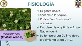 FISIOLOGÍA
 Exigente en luz.

 Sensible a la sequía.
 Puede crecer en suelos
arenosos.
 Requiere de un pH de 6,5 para

Trébol blanco
(Trifolium repens)

fijación de N.

 La temperatura óptima de su
crecimiento es de 24 °C.

 