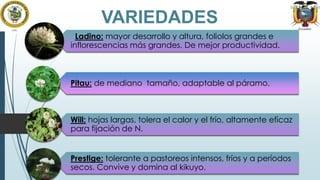 VARIEDADES
Ladino: mayor desarrollo y altura, foliolos grandes e
inflorescencias más grandes. De mejor productividad.

Pitau: de mediano tamaño, adaptable al páramo.

Will: hojas largas, tolera el calor y el frío, altamente eficaz
para fijación de N.

Prestige: tolerante a pastoreos intensos, fríos y a períodos
secos. Convive y domina al kikuyo.

 