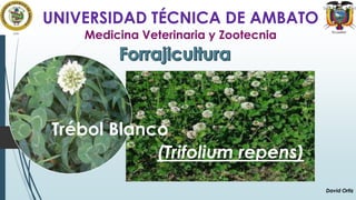 UNIVERSIDAD TÉCNICA DE AMBATO
Medicina Veterinaria y Zootecnia

Trébol Blanco
(Trifolium repens)
David Ortiz

 