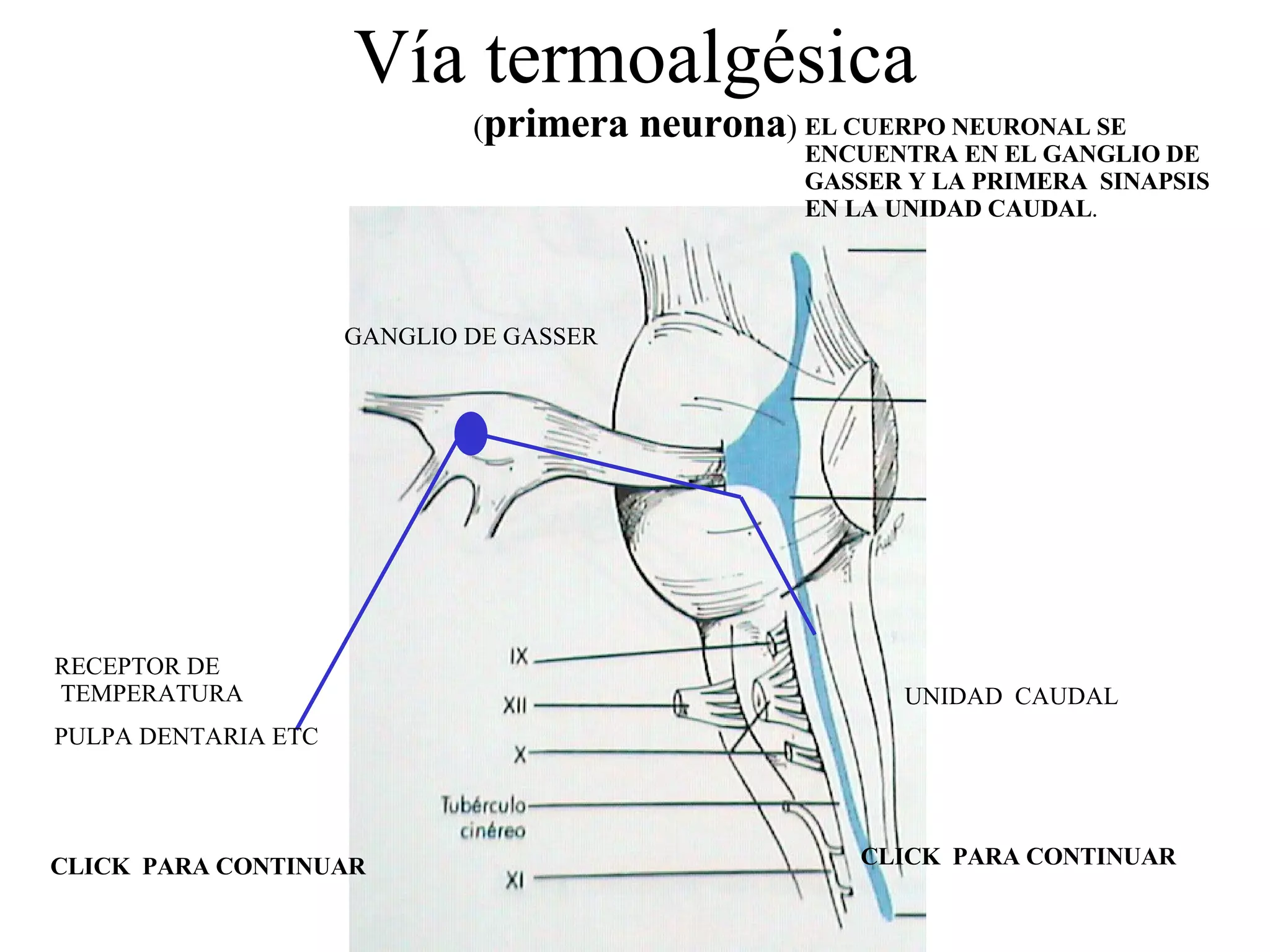 Vía termoalgésica ( primera neurona ) RECEPTOR DE TEMPERATURA PULPA DENTARIA ETC   GANGLIO DE GASSER UNIDAD  CAUDAL CLICK  PARA CONTINUAR CLICK  PARA CONTINUAR EL CUERPO NEURONAL SE ENCUENTRA EN EL GANGLIO DE GASSER Y LA PRIMERA  SINAPSIS EN LA UNIDAD CAUDAL . 