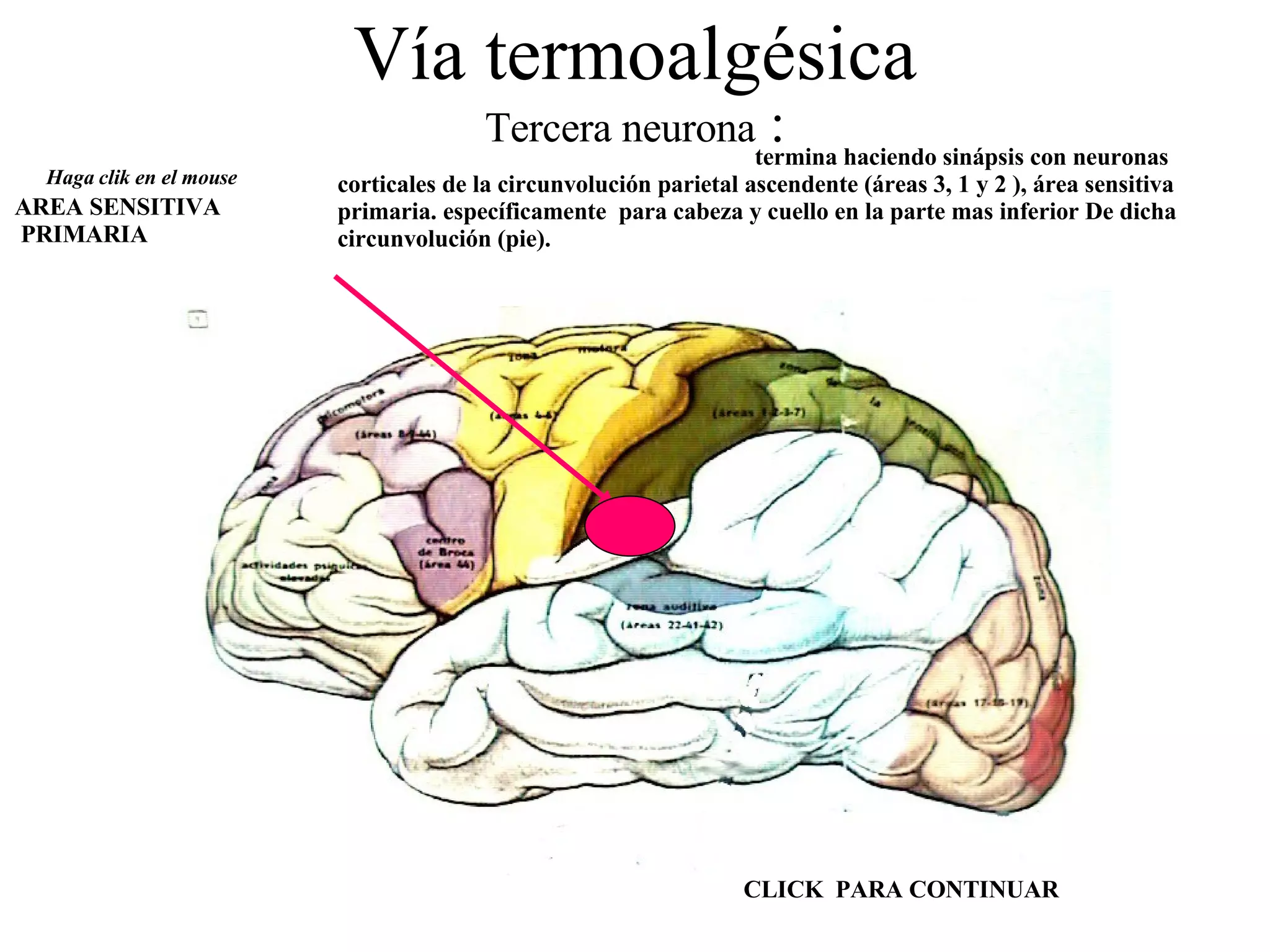 Vía termoalgésica Tercera neurona  : termina haciendo sinápsis con neuronas corticales de la circunvolución parietal ascendente (áreas 3, 1 y 2 ), área sensitiva primaria. específicamente  para cabeza y cuello en la parte mas inferior De dicha circunvolución (pie). Haga clik en el mouse AREA SENSITIVA PRIMARIA CLICK  PARA CONTINUAR 