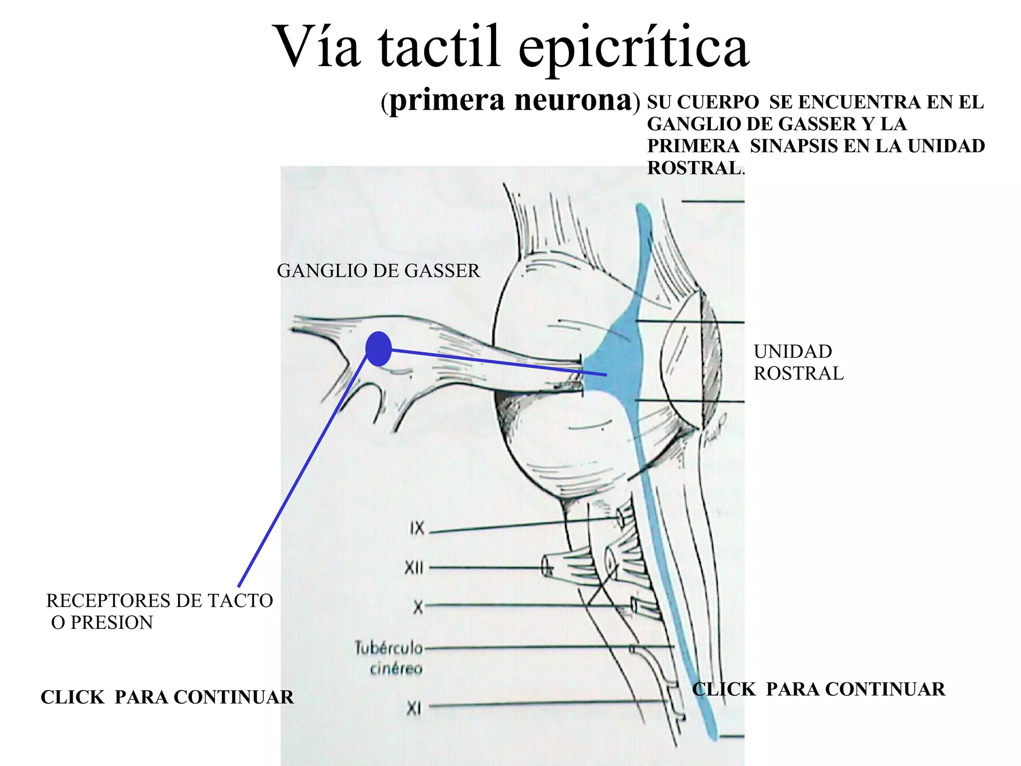 Vía tactil epicrítica ( primera neurona ) RECEPTORES DE TACTO O PRESION GANGLIO DE GASSER UNIDAD  ROSTRAL CLICK  PARA CONTINUAR CLICK  PARA CONTINUAR SU CUERPO  SE ENCUENTRA EN EL  GANGLIO DE GASSER Y LA PRIMERA  SINAPSIS EN LA UNIDAD ROSTRAL . 