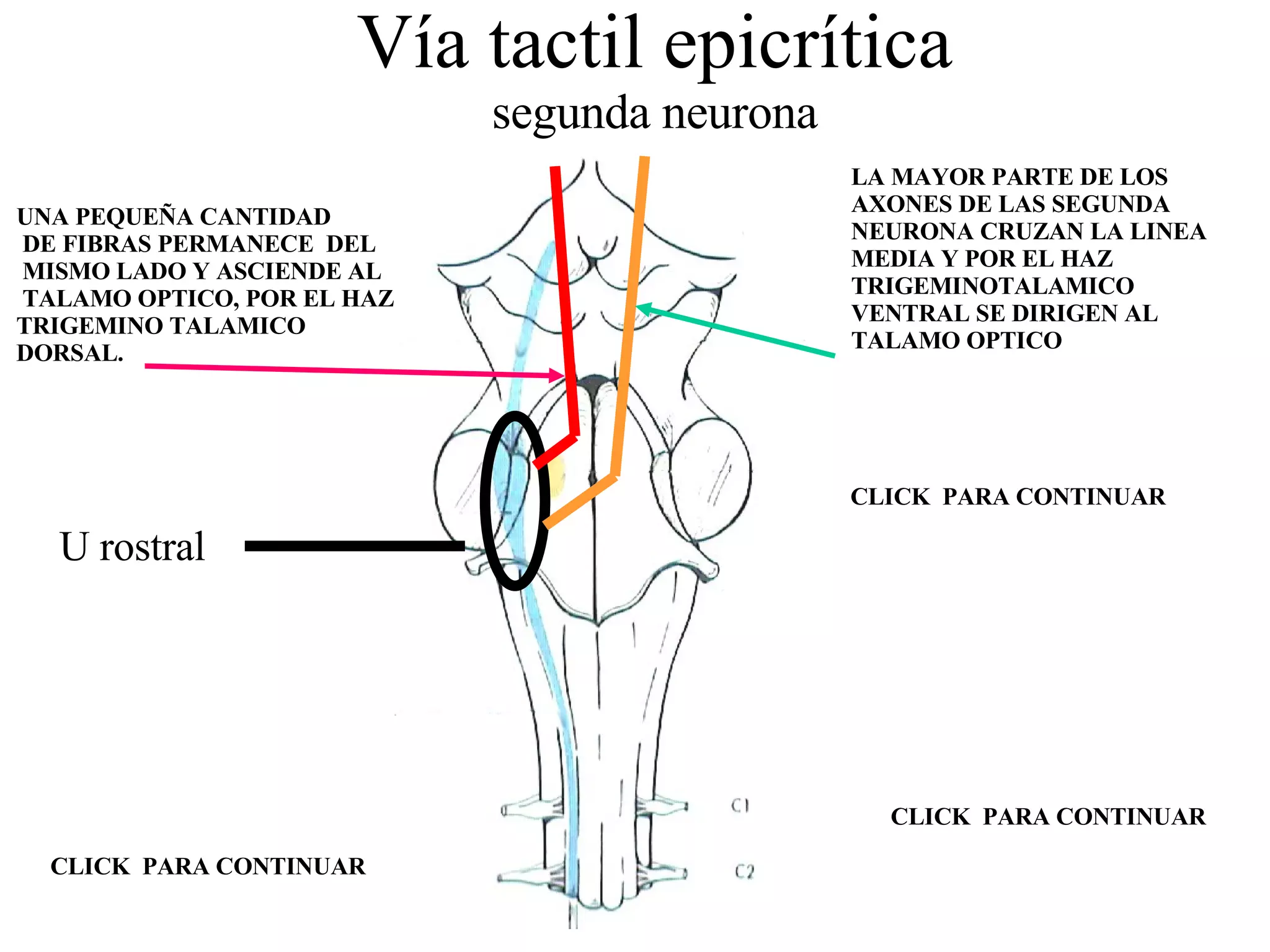 Vía tactil epicrítica segunda neurona U rostral CLICK  PARA CONTINUAR LA MAYOR PARTE DE LOS AXONES DE LAS SEGUNDA  NEURONA CRUZAN LA LINEA MEDIA Y POR EL HAZ  TRIGEMINOTALAMICO  VENTRAL SE DIRIGEN AL  TALAMO OPTICO UNA PEQUEÑA CANTIDAD DE FIBRAS PERMANECE  DEL MISMO LADO Y ASCIENDE AL TALAMO OPTICO, POR EL HAZ  TRIGEMINO TALAMICO DORSAL. CLICK  PARA CONTINUAR CLICK  PARA CONTINUAR 