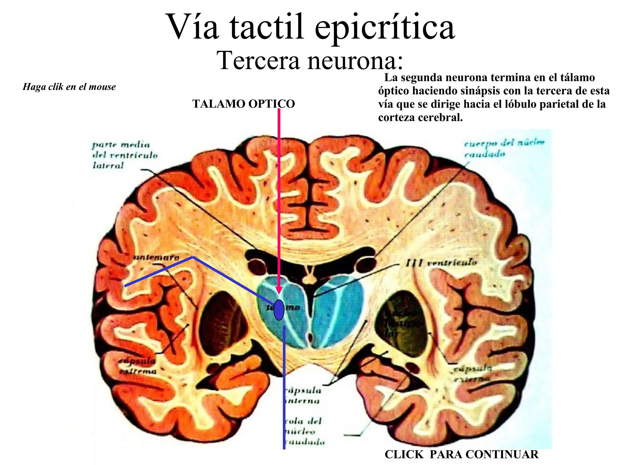 Vía tactil epicrítica Tercera neurona: La segunda neurona termina en el tálamo óptico haciendo sinápsis con la tercera de esta vía que se dirige hacia el lóbulo parietal de la corteza cerebral. Haga clik en el mouse TALAMO OPTICO CLICK  PARA CONTINUAR 