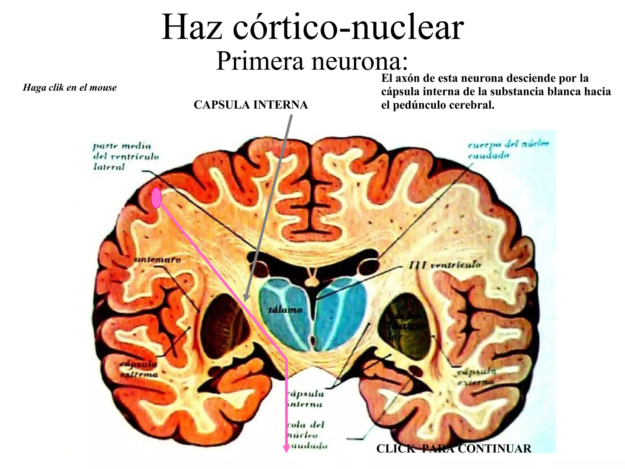 Haz córtico-nuclear Primera neurona: El axón de esta neurona desciende por la cápsula interna de la substancia blanca hacia el pedúnculo cerebral. Haga clik en el mouse CAPSULA INTERNA CLICK  PARA CONTINUAR 