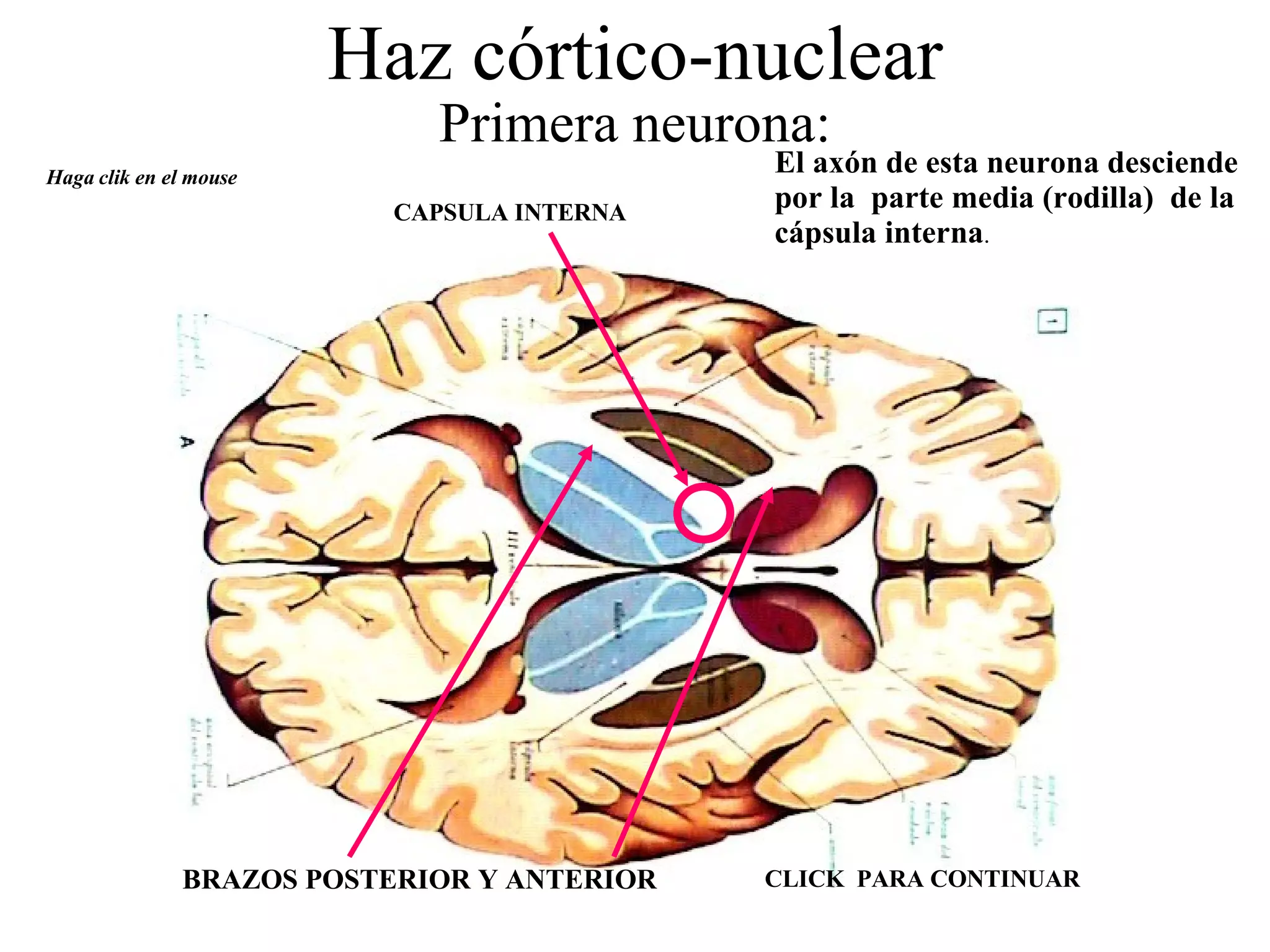Haz córtico-nuclear Primera neurona: El axón de esta neurona desciende por la  parte media (rodilla)  de la cápsula interna . Haga clik en el mouse CAPSULA INTERNA BRAZOS POSTERIOR Y ANTERIOR CLICK  PARA CONTINUAR 