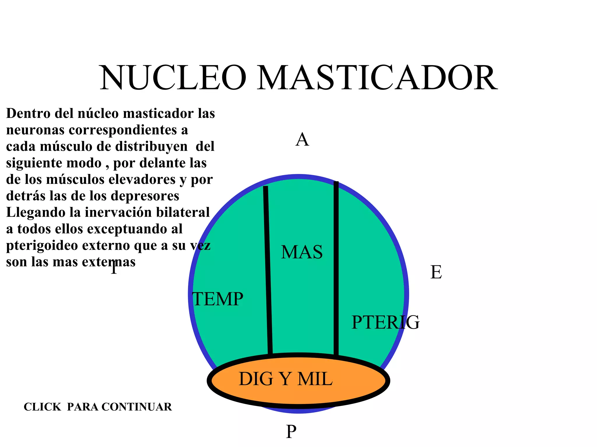 NUCLEO MASTICADOR DIG Y MIL TEMP MAS PTERIG P A I E CLICK  PARA CONTINUAR Dentro del núcleo masticador las neuronas correspondientes a cada músculo de distribuyen  del siguiente modo , por delante las de los músculos elevadores y por detrás las de los depresores Llegando la inervación bilateral a todos ellos exceptuando al pterigoideo externo que a su vez son las mas externas 