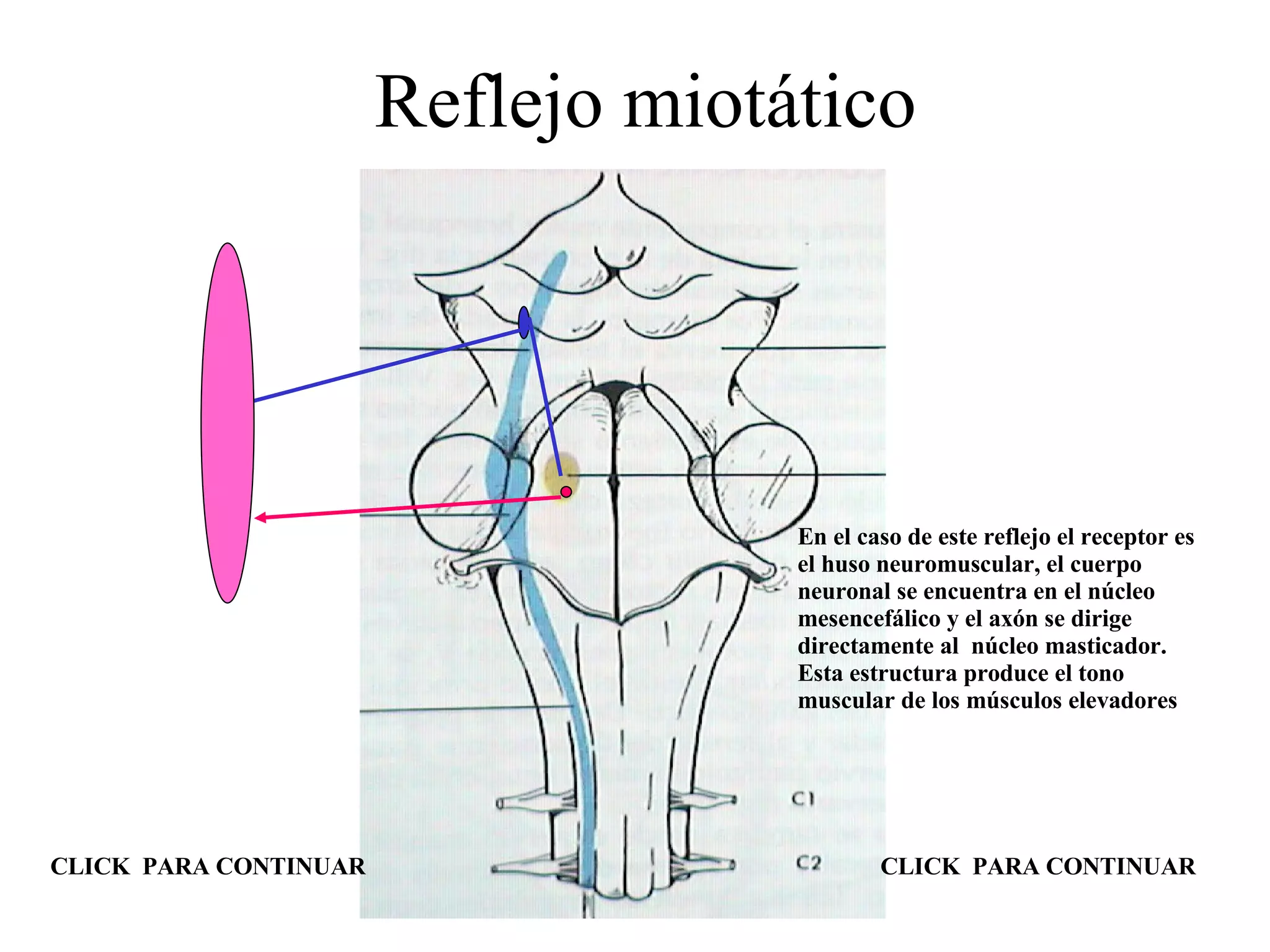 Reflejo miotático En el caso de este reflejo el receptor es el huso neuromuscular, el cuerpo neuronal se encuentra en el núcleo mesencefálico y el axón se dirige directamente al  núcleo masticador. Esta estructura produce el tono muscular de los músculos elevadores CLICK  PARA CONTINUAR CLICK  PARA CONTINUAR 