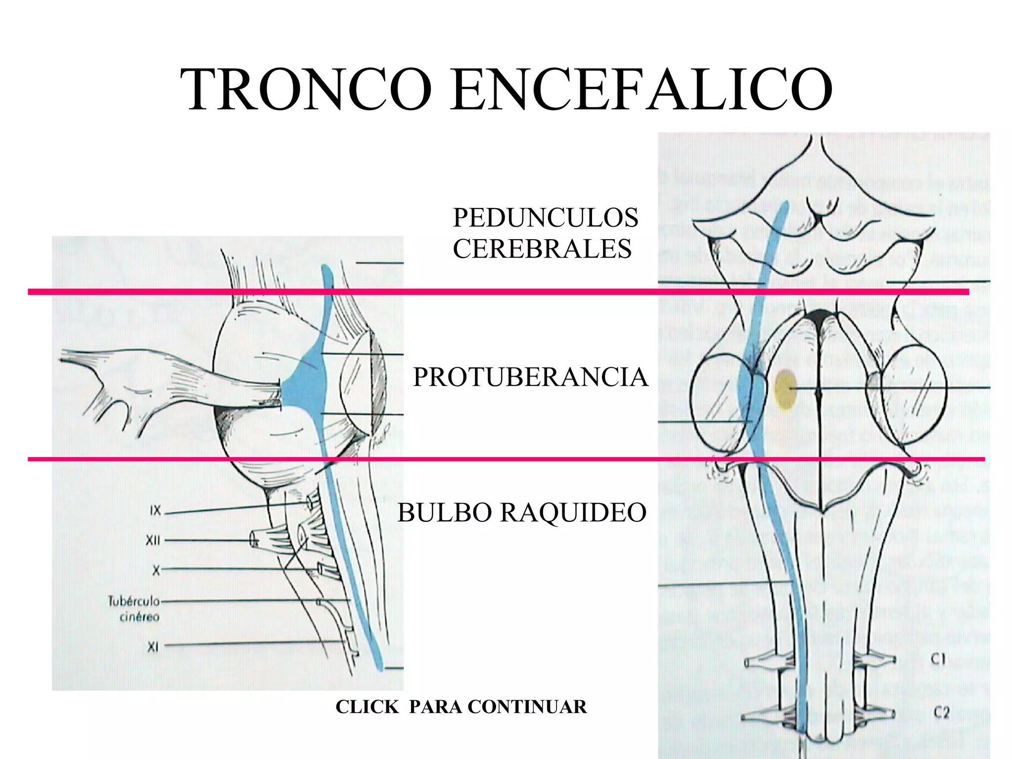 TRONCO ENCEFALICO PEDUNCULOS CEREBRALES PROTUBERANCIA BULBO RAQUIDEO CLICK  PARA CONTINUAR 