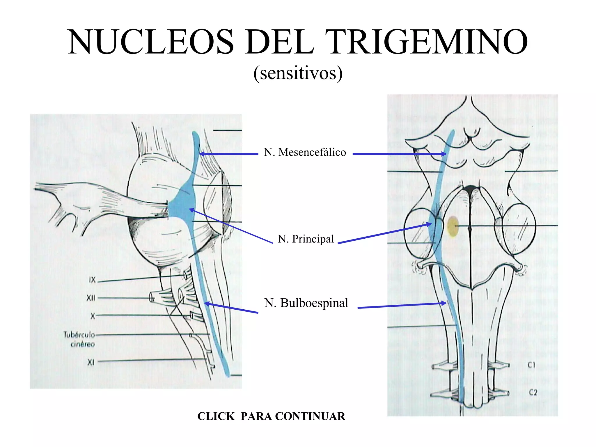 NUCLEOS DEL TRIGEMINO (sensitivos) N. Mesencefálico N. Principal N. Bulboespinal CLICK  PARA CONTINUAR 