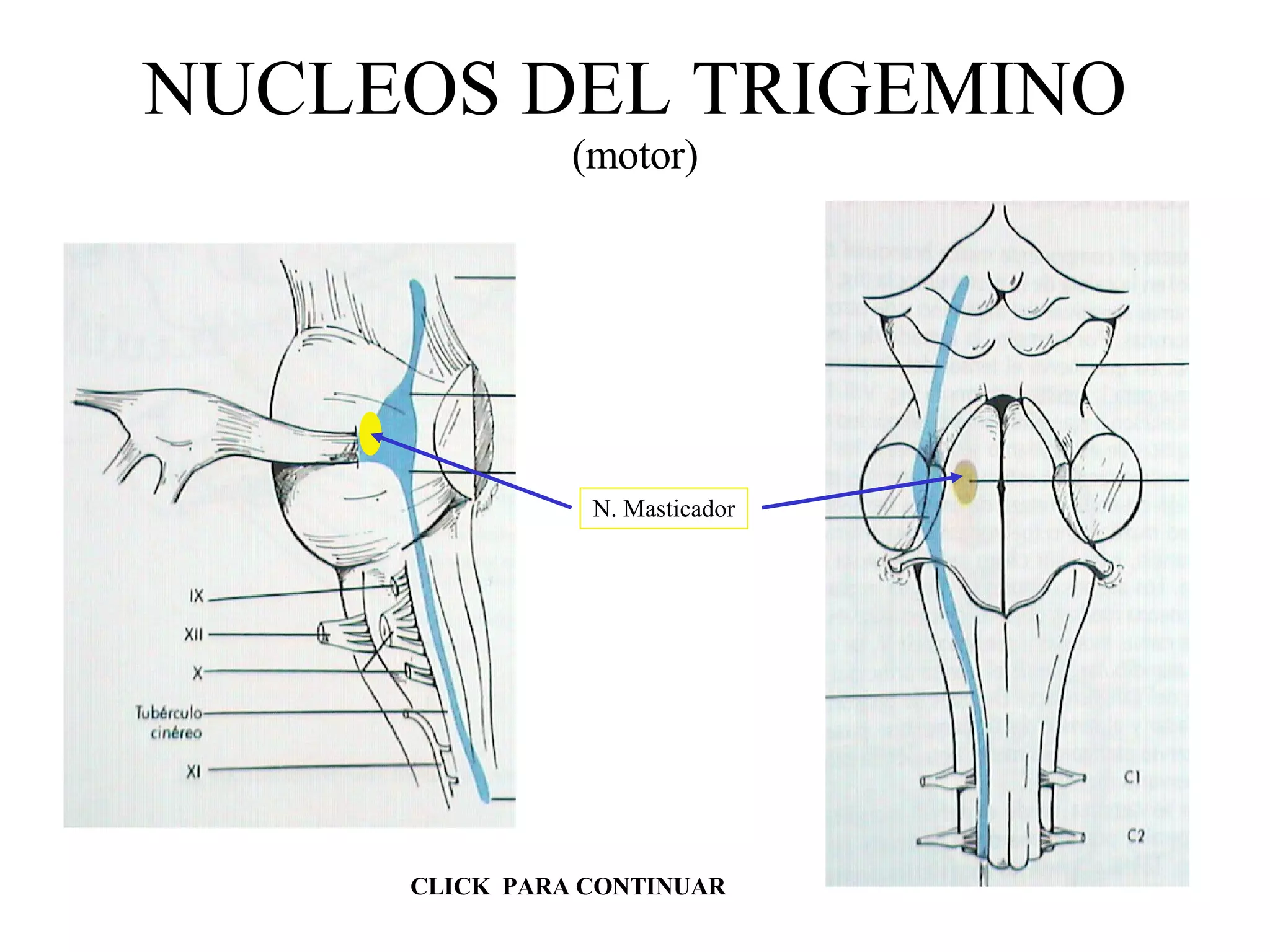 NUCLEOS DEL TRIGEMINO (motor) N. Masticador CLICK  PARA CONTINUAR 