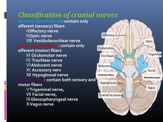 Classification of cranial nerves
Sensory cranial nerves: contain only
afferent (sensory) fibers
ⅠOlfactory nerve
ⅡOptic nerve
Ⅷ Vestibulocochlear nerve
Motor cranial nerves: contain only
efferent (motor) fibers
Ⅲ Oculomotor nerve
Ⅳ Trochlear nerve
ⅥAbducent nerve
Ⅺ Accessory nerv
Ⅻ Hypoglossal nerve
Mixed nerves: contain both sensory and
motor fibers
ⅤTrigeminal nerve,
Ⅶ Facial nerve,
ⅨGlossopharyngeal nerve
ⅩVagus nerve

 