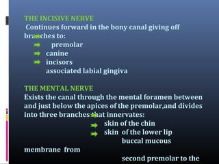 THE INCISIVE NERVE
Continues forward in the bony canal giving off
branches to:
premolar
canine
incisors
associated labial gingiva
THE MENTAL NERVE
Exists the canal through the mental foramen between
and just below the apices of the premolar,and divides
into three branches that innervates:
skin of the chin
skin of the lower lip
buccal mucous
membrane from
second premolar to the

 