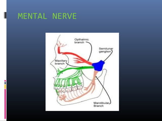 MENTAL NERVE

 