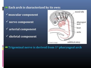 Each arch is characterized by its own:
muscular component
 nerve component
 arterial component
 skeletal component
- Trigeminal nerve is derived from 1st pharyngeal arch

 