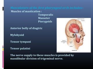 Musculature of the first pharyngeal arch includes:Muscles of mastication :
Temporalis
Masseter
Pterygoids
Anterior belly of diagtric
Mylohyoid
Tensor tympani
Tensor palatini
The nerve supply to these muscles is provided by
mandibular division of trigeminal nerve.

 
